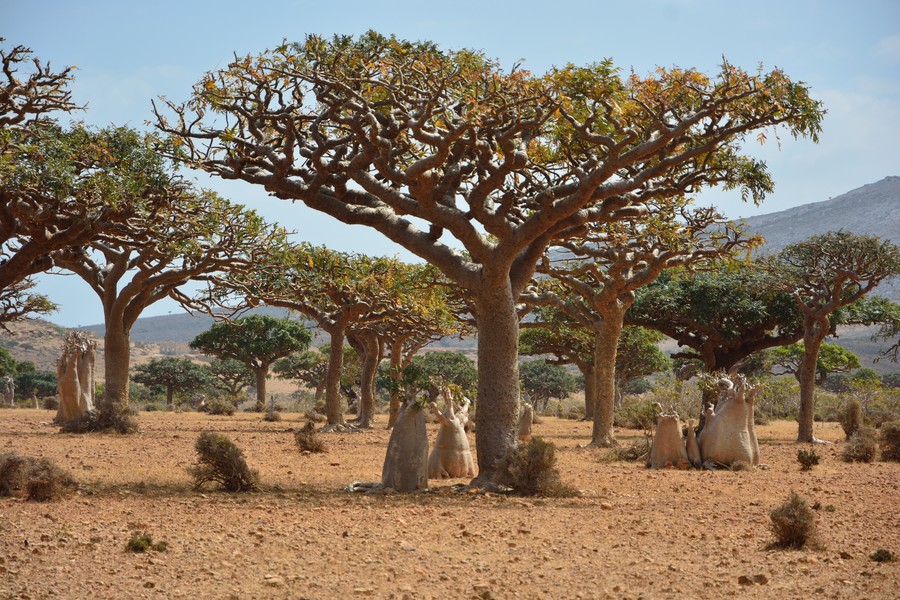 incense tree Socotra.jpg